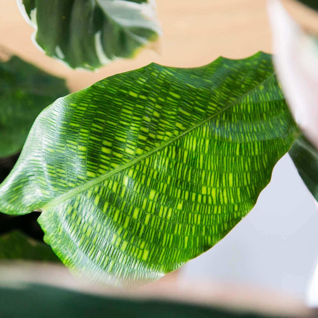 Calathea Musaica Network Fiddle Thorn