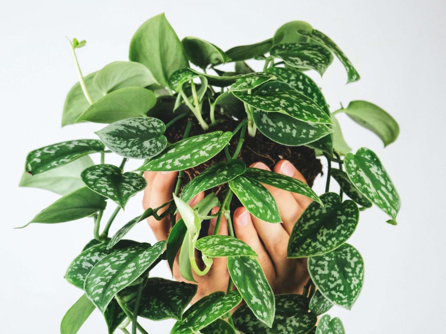 Houseplants With Heart Shaped Leaves Fiddle Thorn