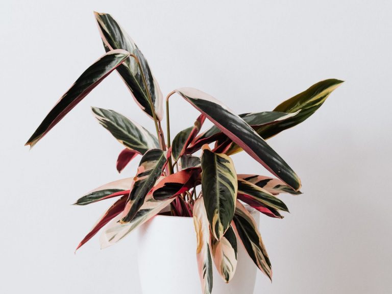 Calathea Triostar Care Guide How To Keep Your Stromanthe Thriving