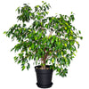 Weeping Fig (Ficus Benjamina)