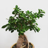 Ficus Bonsai Tree 