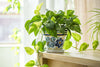 Pothos Plant 