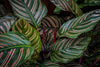 Pinstripe Calathea Care
