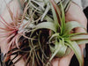 Air Plant Care