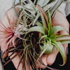 Air Plant