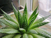 Why is my Aloe Vera soft?