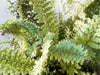 Why does my Boston Fern have yellow leaves? Causes and Solutions