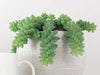 Why is my Burro’s Tail losing leaves? Causes and Solutions