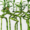 Lucky Bamboo Care
