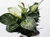 Why is my Philodendron Birkin losing leaves? Causes and Solutions