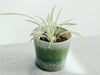 Ceramic Pots for Houseplants: The Ultimate Guide