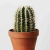 Cactus Care