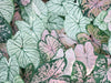 How to Propagate a Caladium