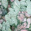 Caladium Candidum 