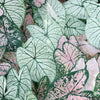 Caladium Leaves