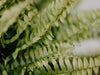 Why is my Boston Fern turning brown? Causes and Solutions