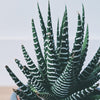 Zebra Cactus Care Guide