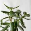 Jade Plant