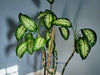 Why does my Dumb Cane have brown leaves? Causes and Solutions