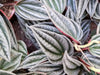 Peperomia Napoli Nights: The Ultimate Care Guide
