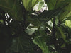 Fiddle Leaf Fig Tree Yellow Leaves | Causes and Solutions