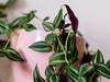 How to Propagate a Wandering Jew plant (Tradescantia)