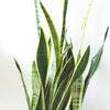 Snake Plant Care Guide
