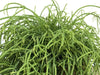 Brown Rhipsalis (Mistletoe Cactus) Leaves | Causes and Solutions
