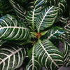 Zebra Plant Care Guide