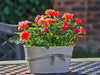 How to Grow Roses in Pots: The Complete Guide
