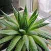 Why does my Aloe Vera have curling leaves? Causes and Solutions