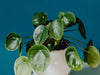 How to propagate a Pilea Peperomioides through cuttings