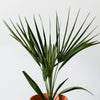 Fan Palm