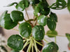 Why is my Pilea drooping? Causes and Solutions