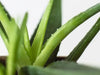 Why is my Aloe Vera dying? Causes and Solutions