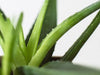 Why does my Aloe Vera have brown leaves | Causes and Solutions