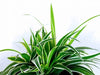 Why is my Spider Plant turning brown? 7 Causes and Solutions