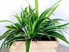 Why is my Spider Plant losing leaves? | Common Causes and Solutions