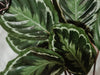 How to propagate a Calathea Medallion