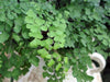 Yellow Maidenhair Fern Leaves | Causes and Solutions