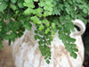 Common Maidenhair Fern Problems | Causes and Solutions