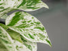 How to propagate a Marble Queen Pothos