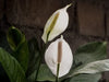 Why is my Peace Lily drooping? Causes and Solutions