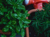 Indoor Herb Gardening: A Guide for Houseplant Enthusiasts