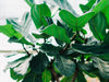 5 reasons why your Fiddle Leaf Fig Tree’s leaves are drooping