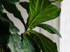 Fiddle Leaf Fig Tree