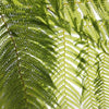Boston Fern 
