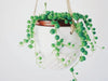 Why is my String of Pearls dying? Causes and Solutions