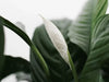 Overwatering a Peace Lily (Signs, Causes and Solutions)