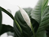 Peace Lily Losing Leaves | Causes and Solutions